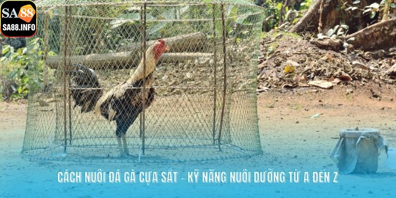 cách nuôi đá gà cựa sắt