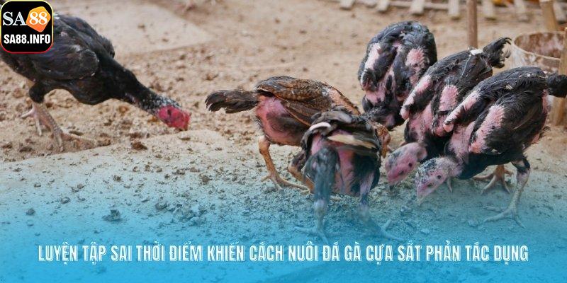 Luyện tập sai thời điểm khiến cách nuôi đá gà cựa sắt phản tác dụng