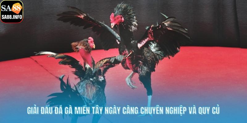 Giải đấu đá gà miền tây ngày càng chuyên nghiệp và quy củ