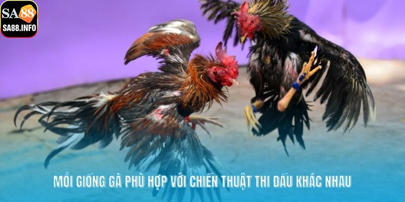 Mỗi giống gà phù hợp với chiến thuật thi đấu khác nhau