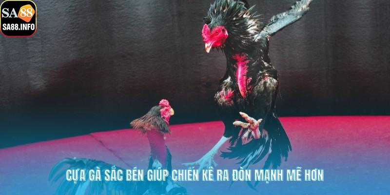 Cựa gà sắc bén giúp chiến kê ra đòn mạnh mẽ hơn