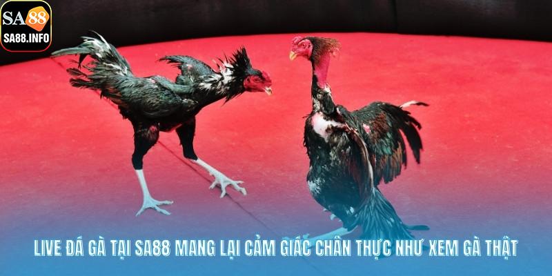 Live đá gà tại SA88 mang lại cảm giác chân thực như xem gà thật